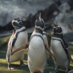 a group of penguins standing next to each other