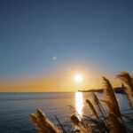 brown trees near body of water during daytime