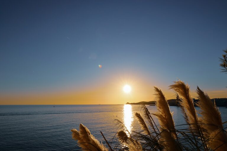 brown trees near body of water during daytime