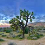 green leafed tree in the center on green bushes